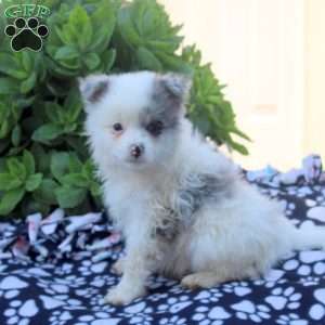 Kevin, Pomeranian Puppy