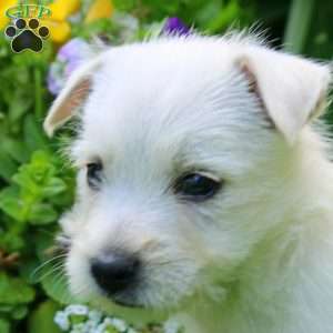 Kevin, West Highland Terrier Puppy