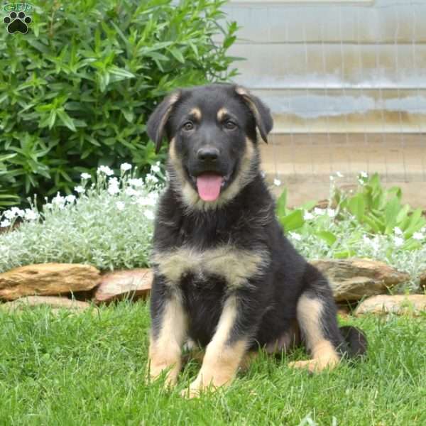 Khloe, German Shepherd Puppy