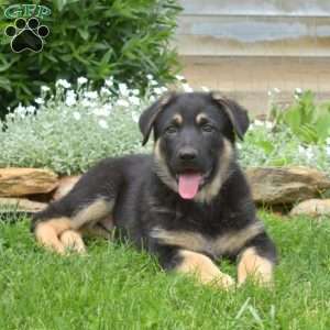 Khloe, German Shepherd Puppy