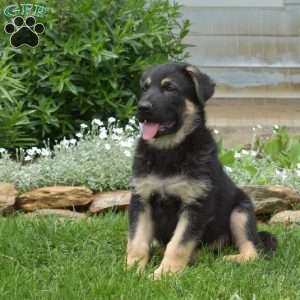 Khloe, German Shepherd Puppy