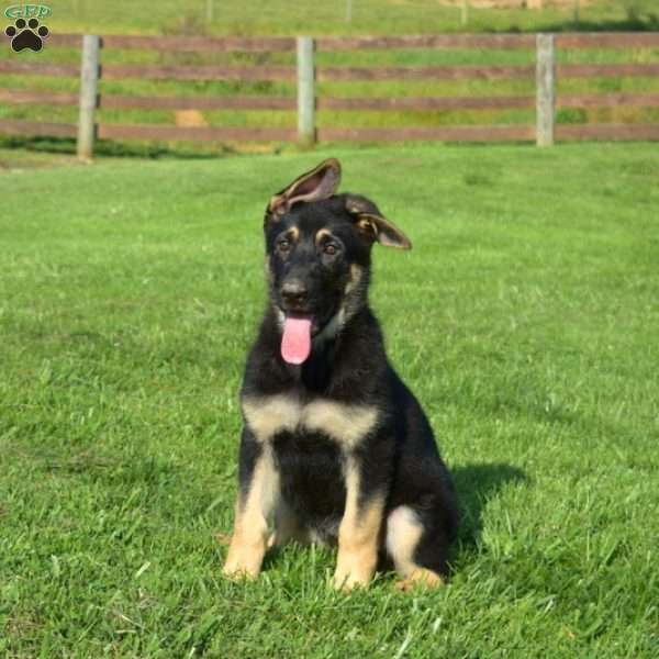 Khloe, German Shepherd Puppy