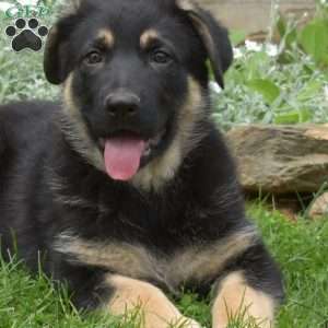 Khloe, German Shepherd Puppy