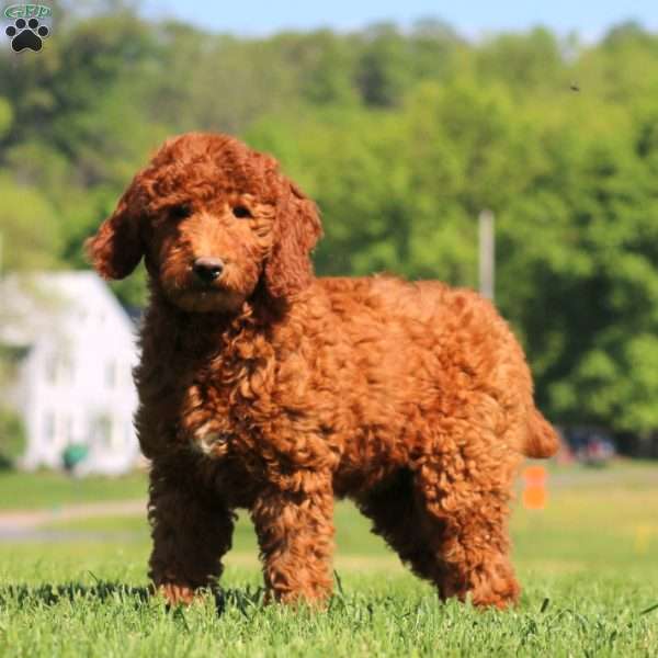 Kia, Goldendoodle Puppy