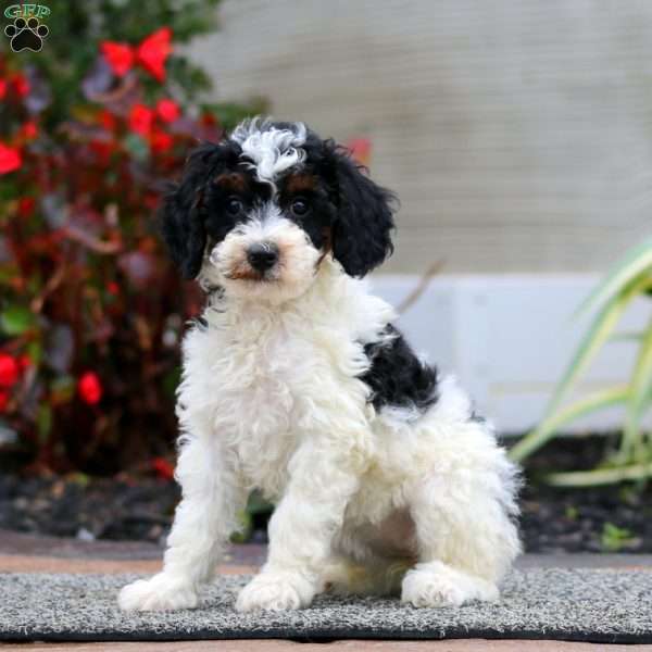 Kia, Miniature Poodle Puppy