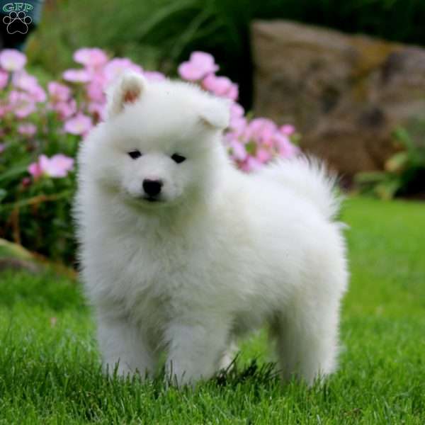 Kia, Samoyed Puppy