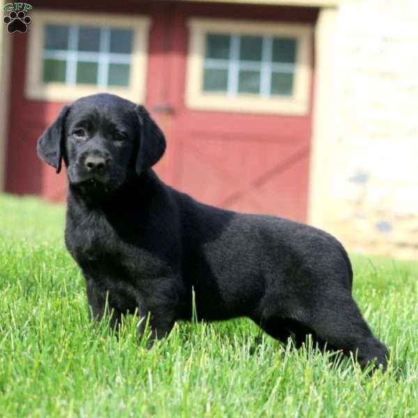 Kia, Black Labrador Retriever Puppy