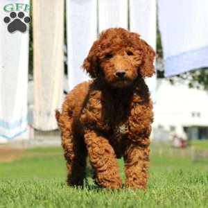 Kia, Goldendoodle Puppy