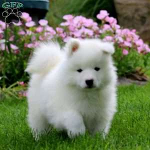 Kia, Samoyed Puppy