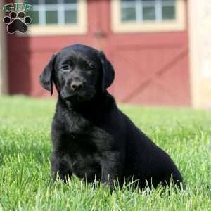 Kia, Black Labrador Retriever Puppy