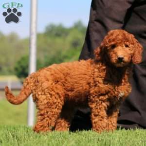 Kia, Goldendoodle Puppy