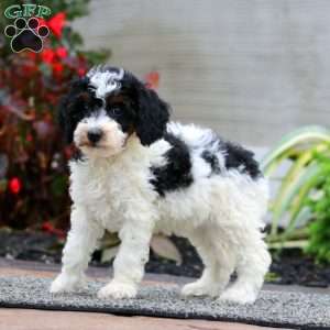 Kia, Miniature Poodle Puppy