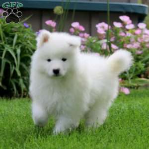 Kia, Samoyed Puppy