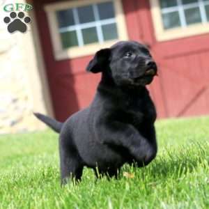 Kia, Black Labrador Retriever Puppy