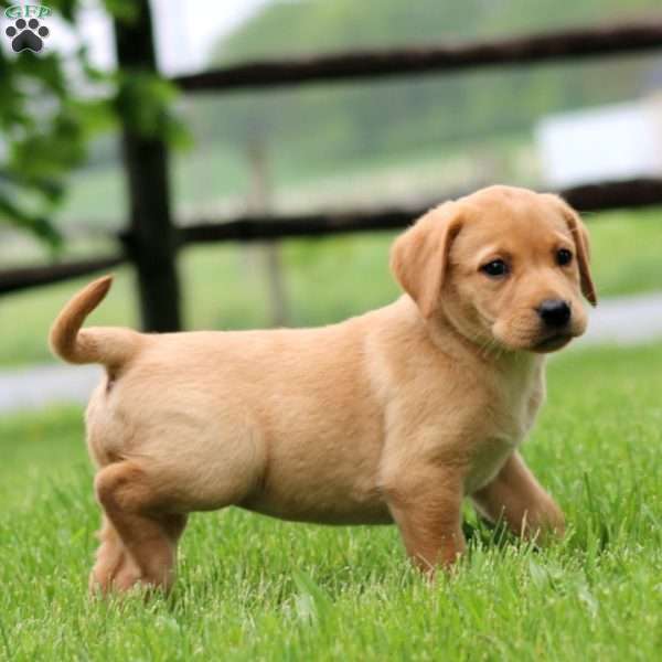 Kierra, Fox Red Labrador Retriever Puppy