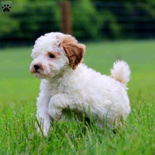 Kierra, Miniature Poodle Puppy