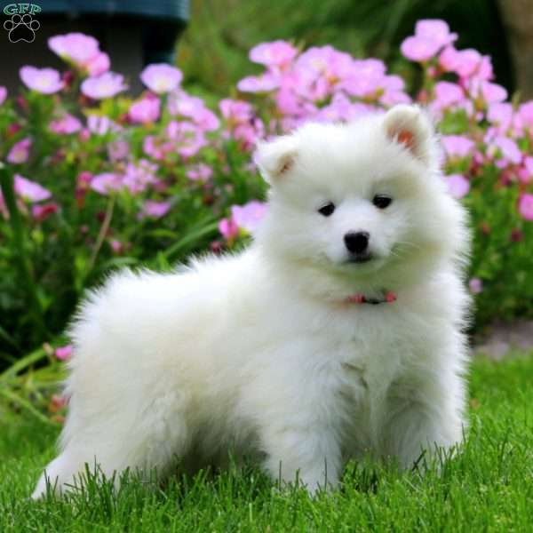 Kierra, Samoyed Puppy