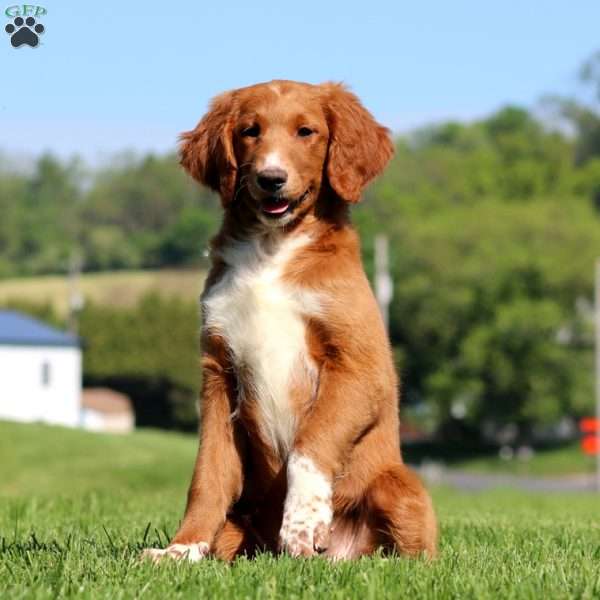 Kierra, Goldendoodle Puppy