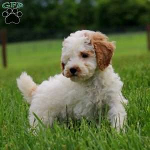 Kierra, Miniature Poodle Puppy