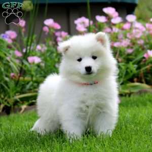 Kierra, Samoyed Puppy