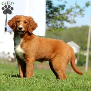 Kierra, Goldendoodle Puppy