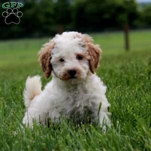 Kierra, Miniature Poodle Puppy