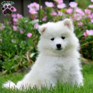 Kierra, Samoyed Puppy