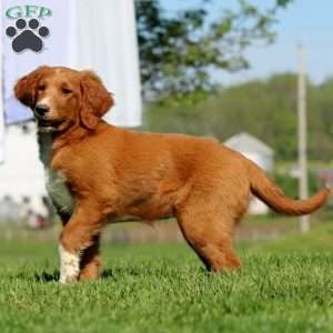 Kierra, Goldendoodle Puppy