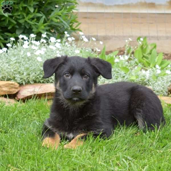 Kiley, German Shepherd Puppy