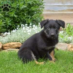 Kiley, German Shepherd Puppy