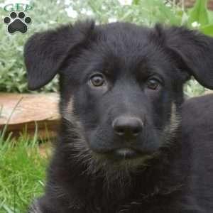 Kiley, German Shepherd Puppy
