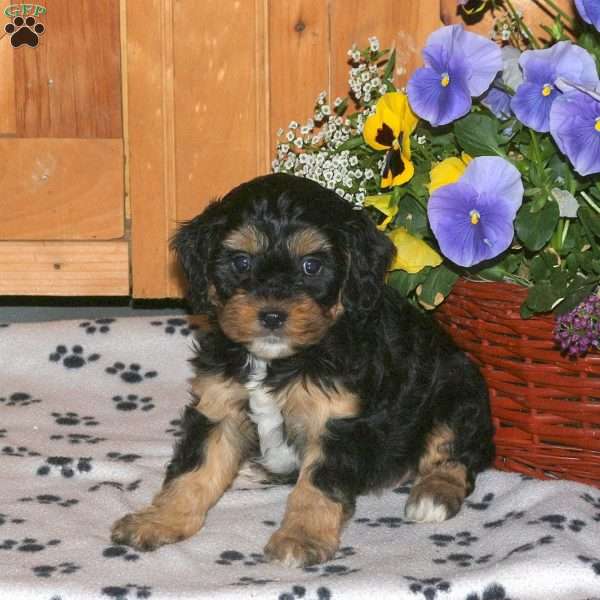 Kimber, Cavapoo Puppy