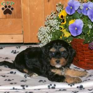 Kimber, Cavapoo Puppy