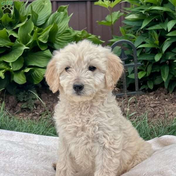 Kimberly, Goldendoodle Puppy