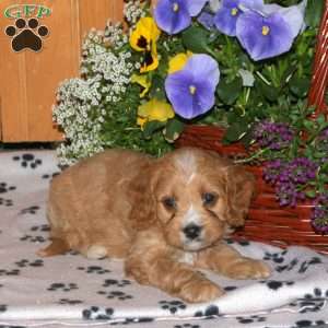 Kimmy, Cavapoo Puppy