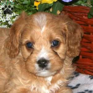 Kimmy, Cavapoo Puppy