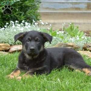 King, German Shepherd Puppy