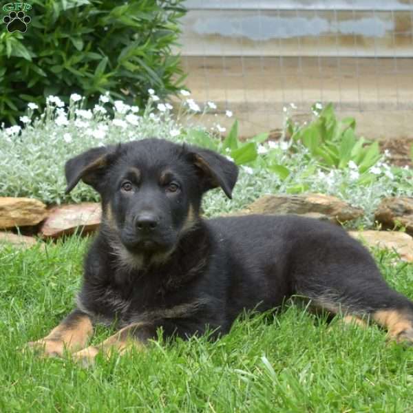 King, German Shepherd Puppy