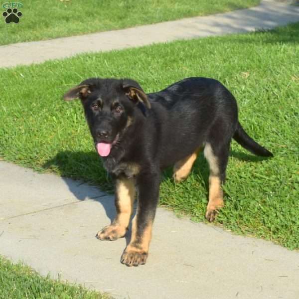 King, German Shepherd Puppy