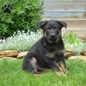 King, German Shepherd Puppy