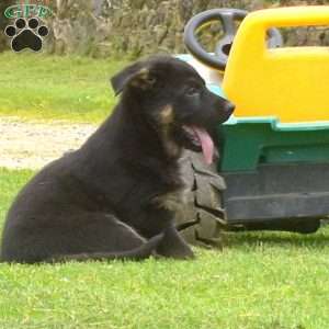 King, German Shepherd Puppy