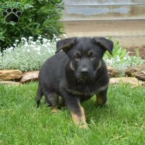 King, German Shepherd Puppy