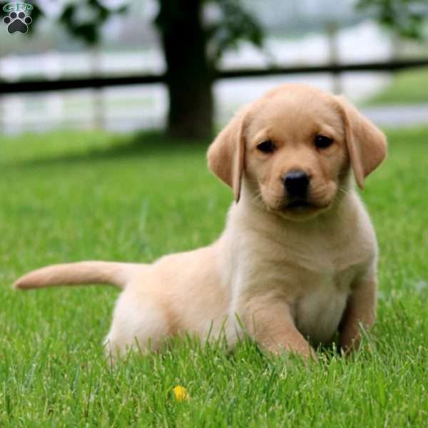 King, Fox Red Labrador Retriever Puppy