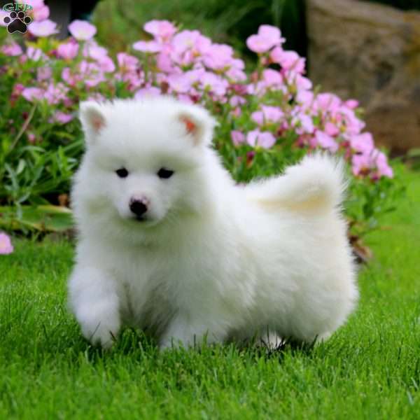 Kip, Samoyed Puppy