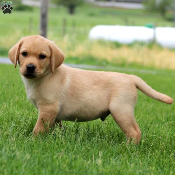 Kip, Fox Red Labrador Retriever Puppy