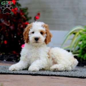 Kip, Miniature Poodle Puppy