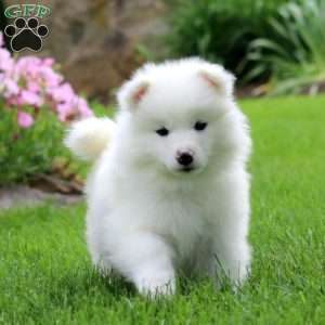 Kip, Samoyed Puppy