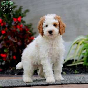 Kip, Miniature Poodle Puppy