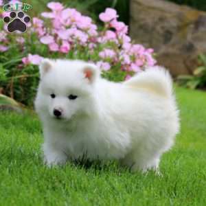 Kip, Samoyed Puppy