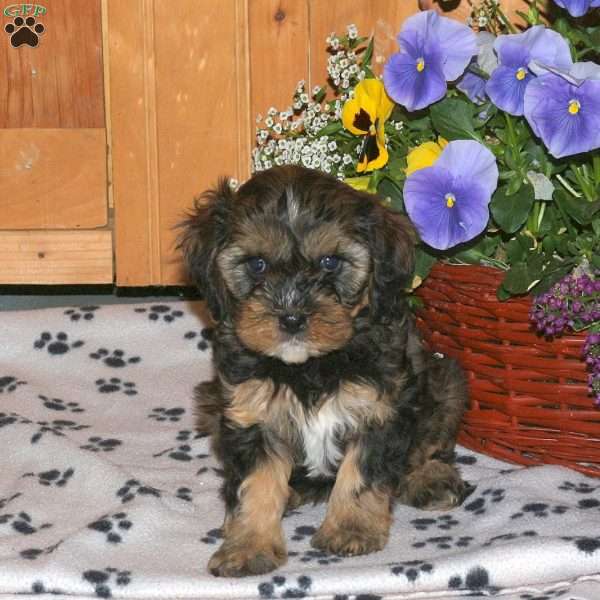 Kiri, Cavapoo Puppy